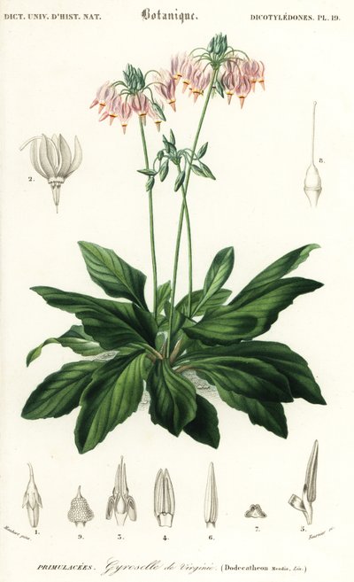 aEstrella fugaç o estrella fugaç oriental, Dodecatheon meadia. ,1849 (gravat)finès tekijältä Louis Joseph Edouard Maubert