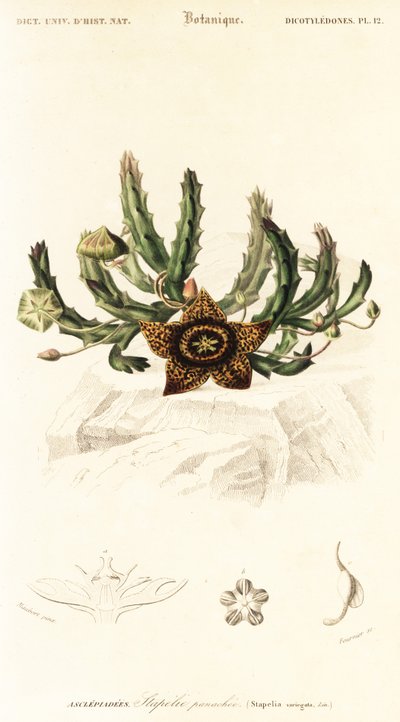 Tähtikukka, Orbea variegata., 1849 (kaiverrus) tekijältä Louis Joseph Edouard Maubert