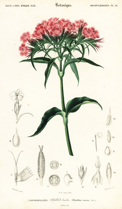 Sweet William, Dianthus barbatus., 1849 (kaiverrus) tekijältä Louis Joseph Edouard Maubert