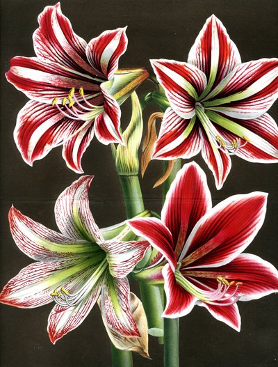 AMARYLLIS HIPPEASTRA (kaiverrus) tekijältä Louis Van Houtte