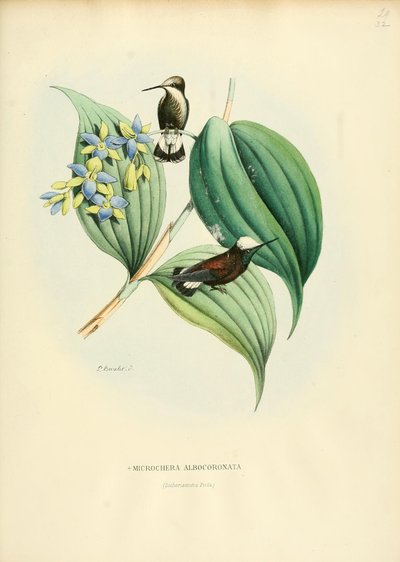 Microchera albocoronata tekijältä Louis Victor Bevalet
