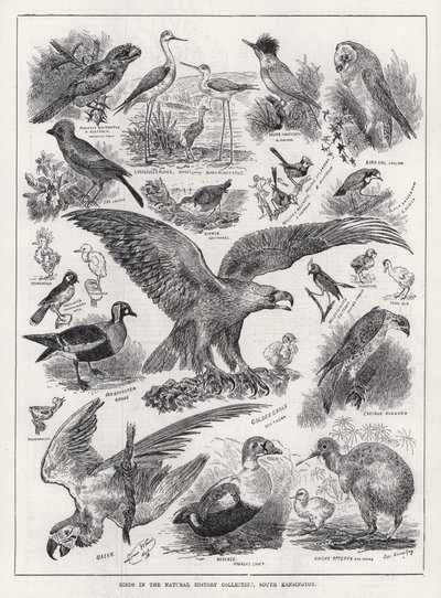 Birds in the Natural History Collection, South Kensington (kaiverrus) tekijältä Louis Wain