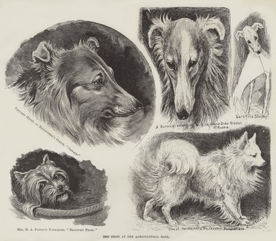 Koiranäyttely Maataloushallissa tekijältä Louis Wain