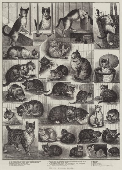 Kissamme, kotihistoriaa tekijältä Louis Wain