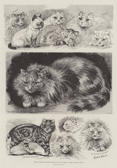 Voittajat National Cat Club Show
