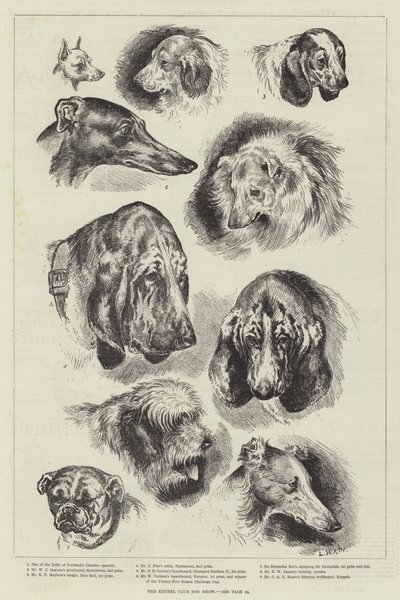 Kennelliiton koiranäyttely tekijältä Louis Wain