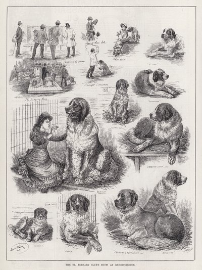 St Bernard Clubin esitys Knightsbridgessä (kaiverrus) tekijältä Louis Wain