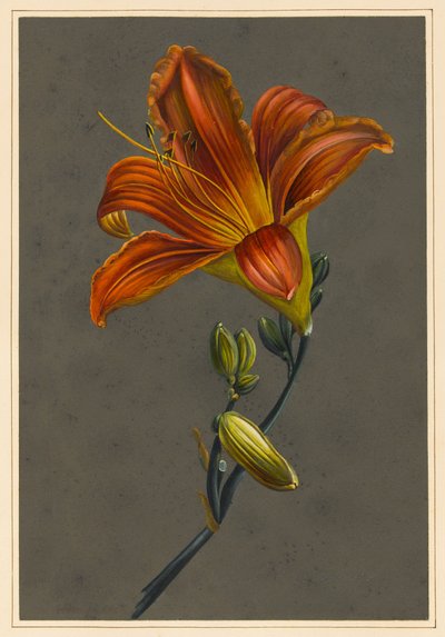Hemerocallis (Daylily), 1830 (rungon väri paperille, jossa on esivalmistettu pohja) tekijältä Louise DOrleans