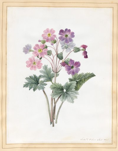 Hybrid Auricula (WC vellumilla) tekijältä Louise DOrleans