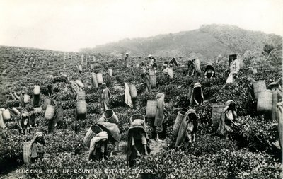 Teetä kyniminen, maatila, Ceylon, n. 1900-1930 (mv/w kuva) tekijältä Ltd. Ceylon Plâté