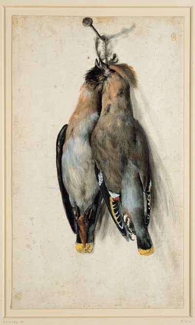 Kaksi kuollutta Bohemian Waxwings tekijältä Lucas Cranach the Elder