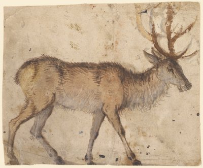 Tutkimus hirvestä (etusivu); Tutkimus vuohista (kääntöpuoli). tekijältä Lucas Cranach the Elder