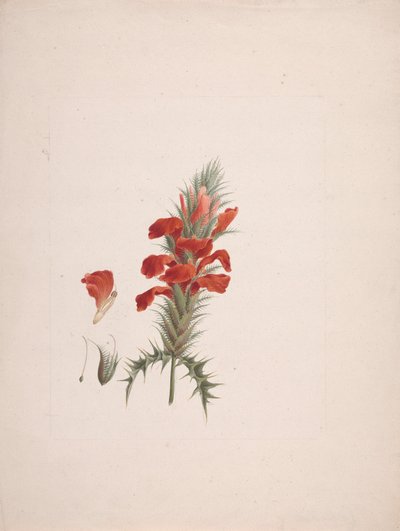 Acanthus Sennii Chiov. : desenho finalizado com detalhes adicionadosfinnish tekijältä Luigi Balugani