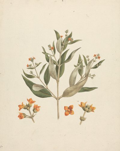 Avicennia marina (Forssk.) Vierh. (White Mangrove): valmis piirros kukkivasta versosta kukkien yksityiskohdilla tekijältä Luigi Balugani