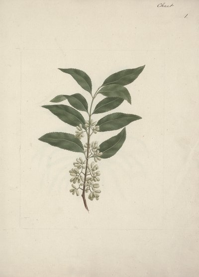 Tarina Edulis Forsk. (Khat): Valmis piirustus tekijältä Luigi Balugani