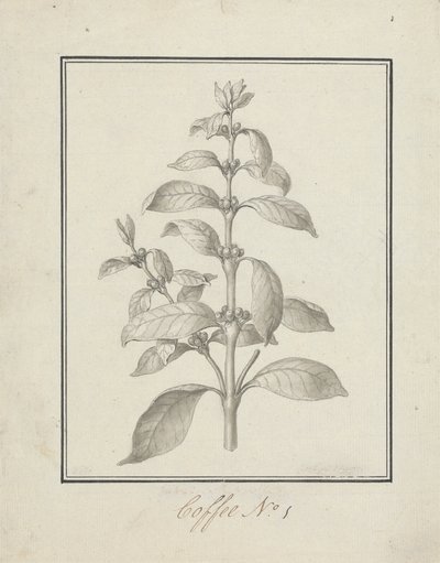 Coffea arabica L. (Arabica Coffee): valmis piirros vehreästä versosta ja marjoista tekijältä Luigi Balugani