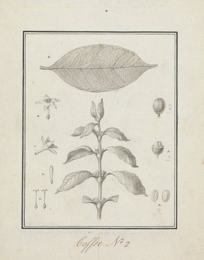 Coffea arabica L. (Arabica Coffee): valmis piirros vehreästä versosta, jossa on yksityiskohtia kukista, lehdistä ja hedelmistä tekijältä Luigi Balugani
