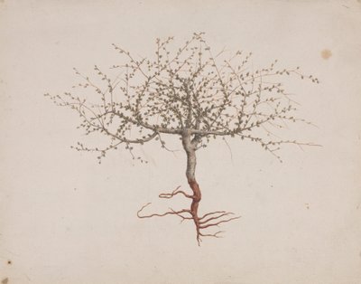 Commiphora gileadensis (L.) C. Chr. (Balm of Gilead, Opobalsam): valmis piirtäminen, jos puun tapa (juurineen) tekijältä Luigi Balugani