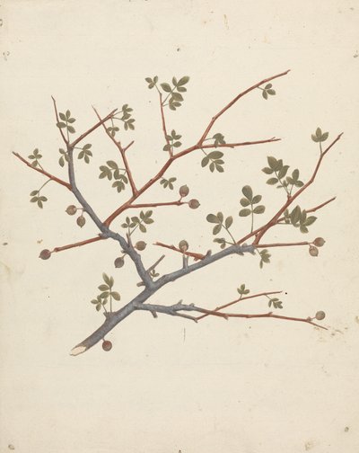 Commiphora gileadensis (L.) C. Chr. (Balm of Gilead, Opobalsam): valmis piirros hedelmäoksasta tekijältä Luigi Balugani