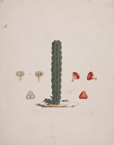 Euphorbia abyssinica J.F. Gmel. (Ethiopian Tree-Spurge): valmis piirros yksittäisestä rungosta, yksityiskohdat kokonaisista ja leikatuista hedelmistä tekijältä Luigi Balugani
