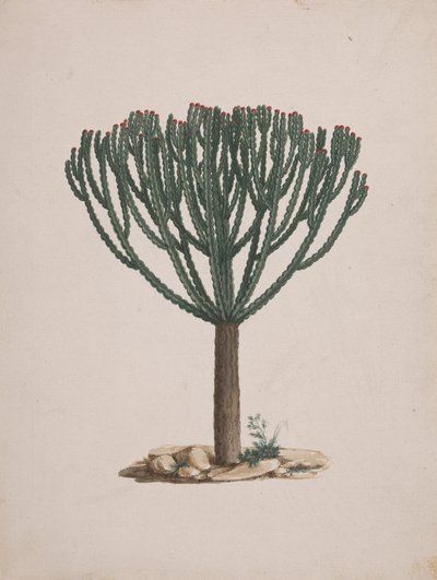Euphorbia abyssinica J.F. Gmel. (Ethiopian Tree-Spurge): valmis piirros puun tavasta tekijältä Luigi Balugani