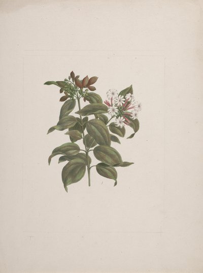 Jasminum dichotomum Vahl (afrikkalainen jasminum): valmis piirros tekijältä Luigi Balugani