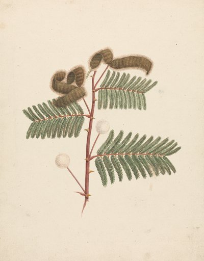 Mimosa pigra (L.): valmis piirustus tekijältä Luigi Balugani