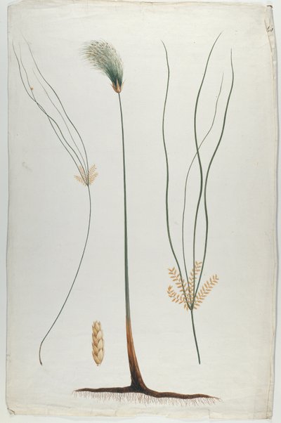 Papyrus (kasvin ja juuren yksityiskohta), James Abessinian Brucen (1730-94) mukaan (wc grafiitin päällä paperilla) tekijältä Luigi Balugani