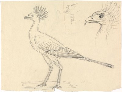 Sihteeri Bird tekijältä Luigi Balugani