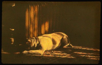 Värivalokuva nukkuvasta koirasta auringonvalossa Autochrome LumiÃ¨re -valokuvalla ja 35 mm:n... tekijältä Luis Marden