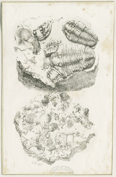 Dudley - Fossiilit: litografia, nd [n. 1825] (painokuva) tekijältä Luke Booker