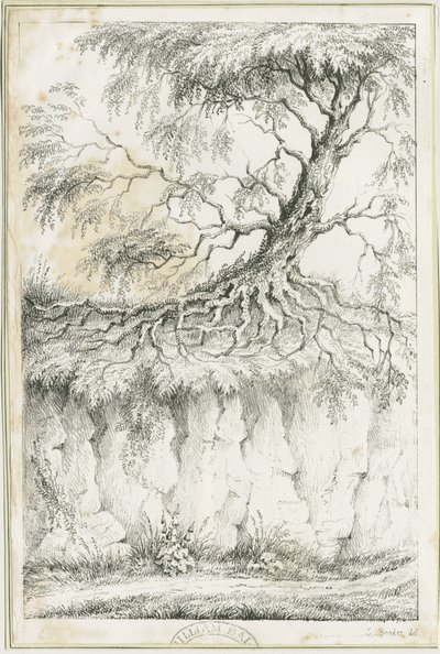 Dudley - puu: litografia, nd [n. 1825] (vedos) (kuva) tekijältä Luke Booker