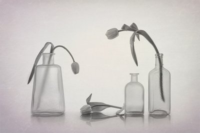 Rauhallinen tulppaaniasetelma tekijältä Lydia Jacobs