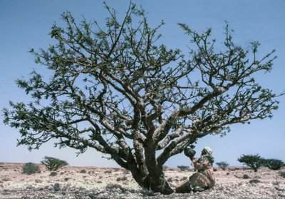 Mies kerää olibanumia Boswellia-puusta Omanissa. tekijältä Lynn Abercrombie