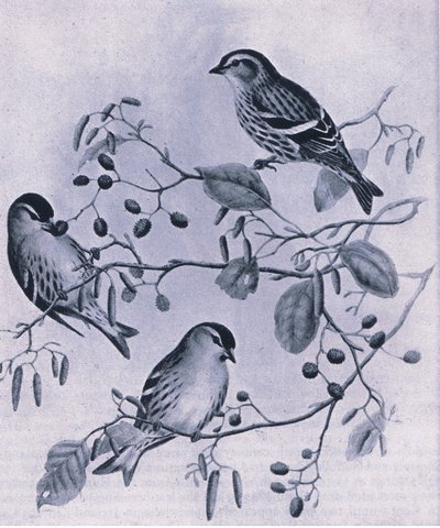 Siskins, Nature in Britain julkaissut Collins, 1946. tekijältä M. Hart