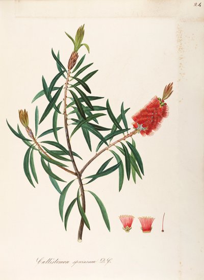 Albany Bottlebrush (Callistemon speciosum DC), Myrtaceae, Pensas, jolla on pysyviä lehtiä, kotoisin Australiasta, vesiväri tekijältä Maddalena Lisa Mussino