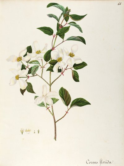 Kukkiva koiranpuu (Cornus florida), Cornaceae, pieni puu tai pensas, joka on kotoisin Pohjois-Amerikasta, vesiväri tekijältä Maddalena Lisa Mussino