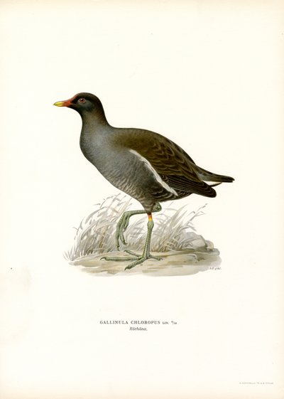 Common Moorhen (väri litho) tekijältä Magnus Ferdinand and Wilhelm von Wright