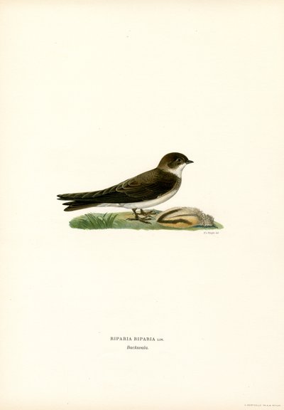 Sand Martin (litografia de color) finlandès tekijältä Magnus Ferdinand and Wilhelm von Wright