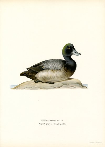 American Scaup Duck (väri litho) tekijältä Magnus Ferdinand and Wilhelm von Wright