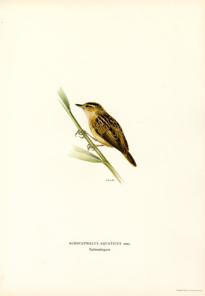 Aquatic Warbler (väri litho) tekijältä Magnus Ferdinand and Wilhelm von Wright