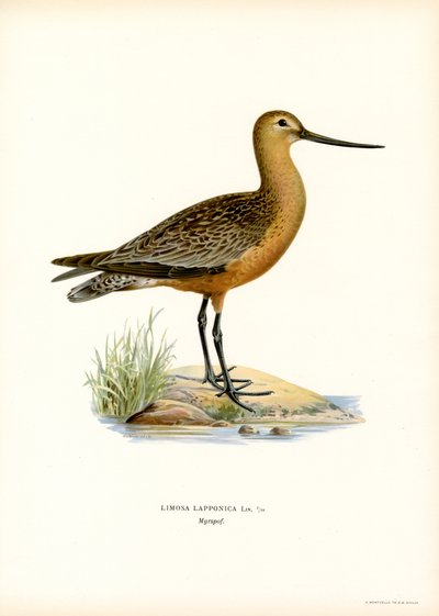 Bar-tailed Godwit (väri litho) tekijältä Magnus Ferdinand and Wilhelm von Wright