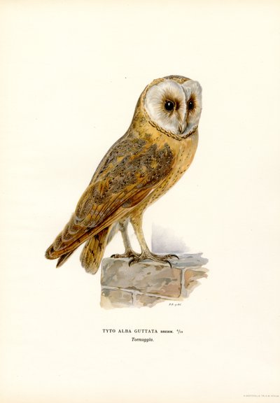 Pöllö (väri litho) tekijältä Magnus Ferdinand and Wilhelm von Wright