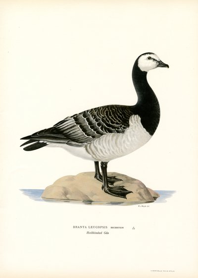 Barnacle Goose (väri litho) tekijältä Magnus Ferdinand and Wilhelm von Wright