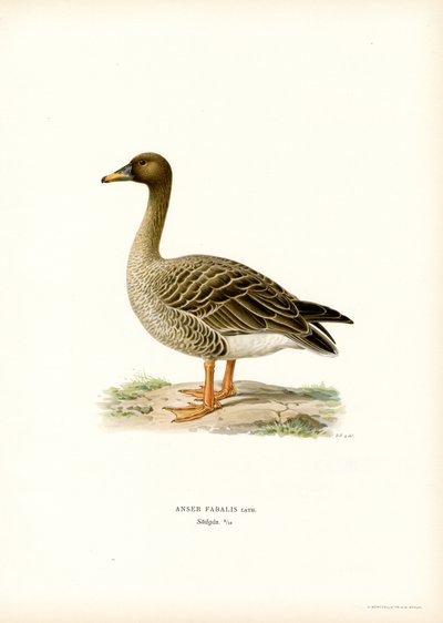 Bean Goose (väri litho) tekijältä Magnus Ferdinand and Wilhelm von Wright