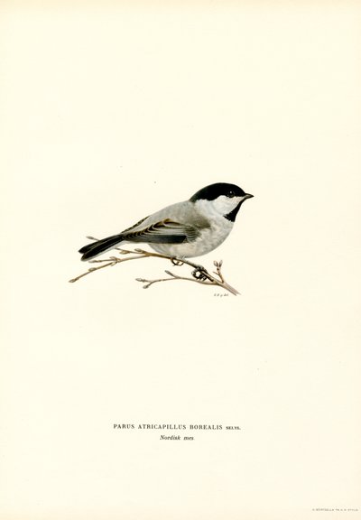 Mustahattuinen chickadee (väri litho) tekijältä Magnus Ferdinand and Wilhelm von Wright