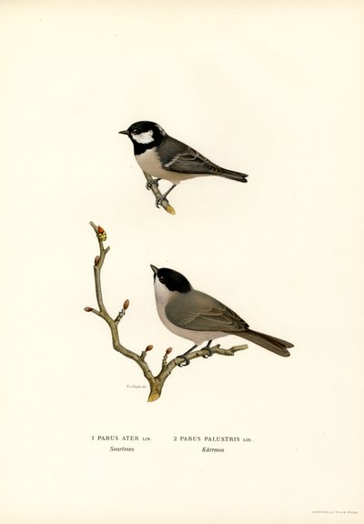 Mustaharjatiainen (väri litho) tekijältä Magnus Ferdinand and Wilhelm von Wright