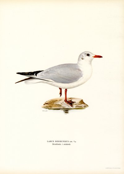 Mustapäinen lokki (väri litho) tekijältä Magnus Ferdinand and Wilhelm von Wright