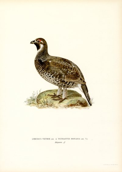 Teeri x Hazel Grouse (väri litho) tekijältä Magnus Ferdinand and Wilhelm von Wright