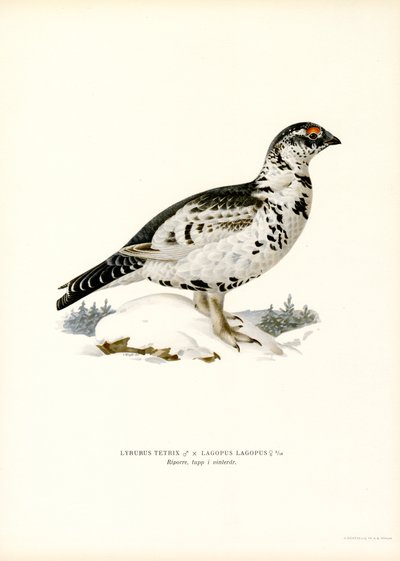 Teeri x Willow Ptarmigan (väri litho) tekijältä Magnus Ferdinand and Wilhelm von Wright